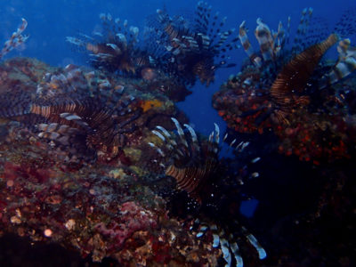 Ishigaki diving